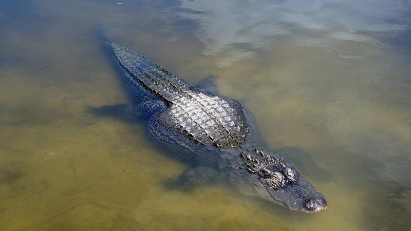 Gatorland